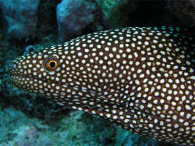 Guineafowl moray eel